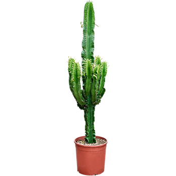 Euphorbia erytrea (120-130) 4EUERKK94