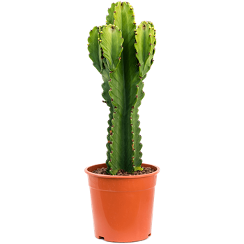 Euphorbia ingens 4EUINKK69