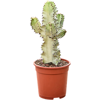 Euphorbia ingens marmorata 4EUIMKK80