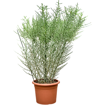 Euphorbia stenoclada 4EUSTKK77