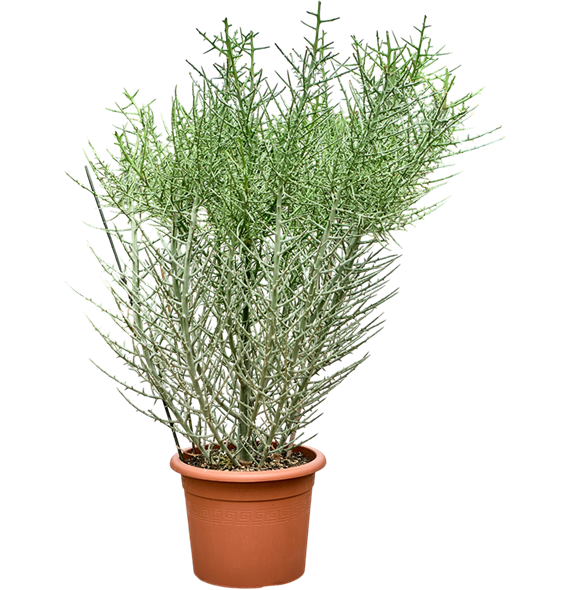 Euphorbia stenoclada 4EUSTKK77