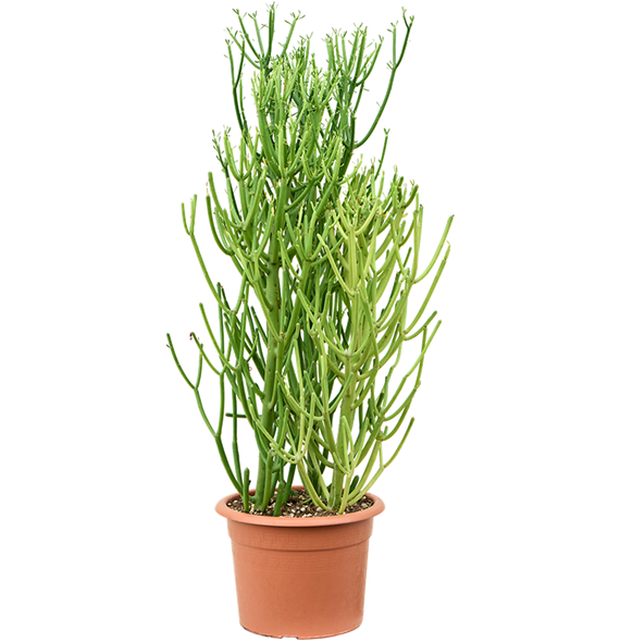 Euphorbia tirucalli 'Sticks on Fire' (80-100) 4EUTIKK07