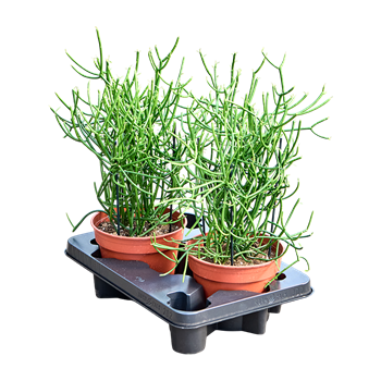 Euphorbia tirucalli 2/tray F00004208