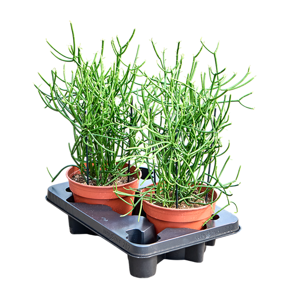 Euphorbia tirucalli 2/tray F00004208