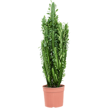 Euphorbia trigona 4EUTRKK54