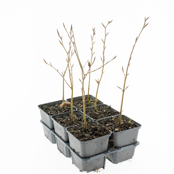 Fagus sylvatica F00006789