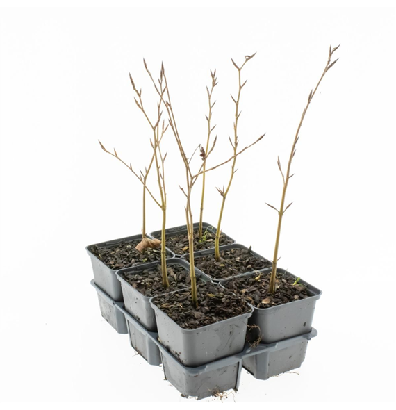 Fagus sylvatica F00006789