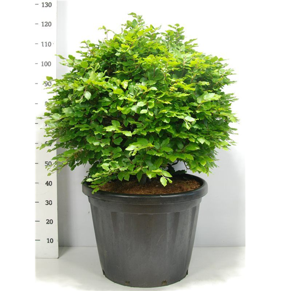 Fagus sylvatica F00006092