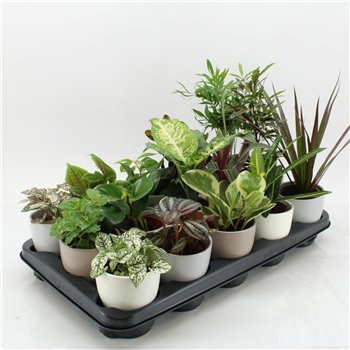 Miks lončnic K-15 Mixplanten in ceramic 35cm 10cm Q4910