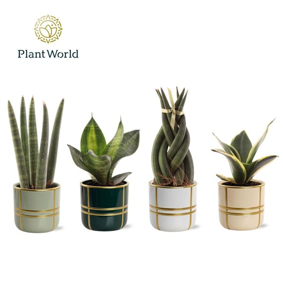 Miks lončnic Taščin jezik - Sanseveria mix in pot Lauri 1 pp 10cm 6cm Q4927