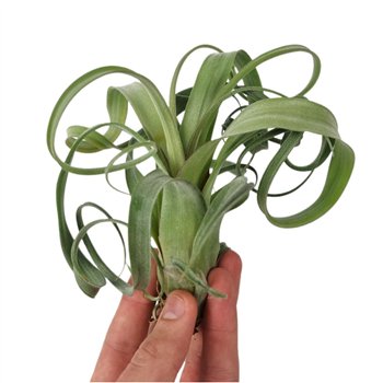 Tillandsia tillandsia Curly Slim1 fl 15cm 15cm Q5184