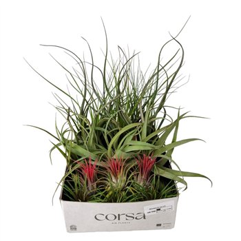 Tillandsia CS mix x151 fl 8cm 8cm Q5188