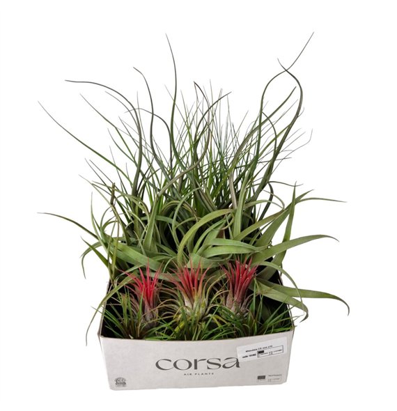 Tillandsia CS mix x151 fl 8cm 8cm Q5188