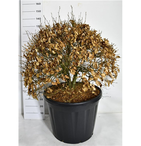 Fagus sylvatica 'Atropunicea' F00007535