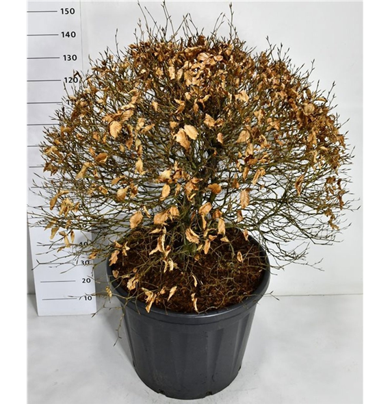 Fagus sylvatica 'Atropunicea' F00007534