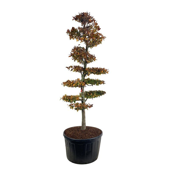 Fagus sylvatica 'Atropunicea' F00007106