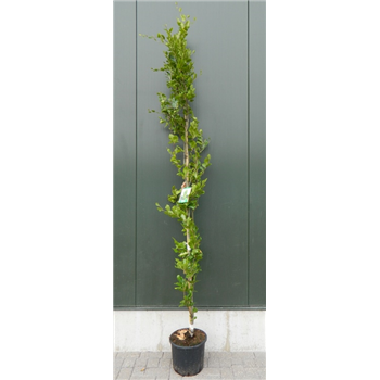 Fagus sylvatica 'Dawyck Gold' F00003333