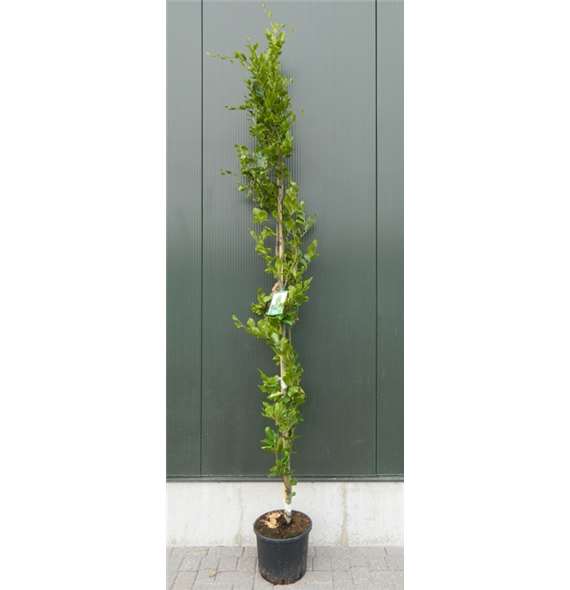 Fagus sylvatica 'Dawyck Gold' F00003333