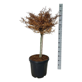 Fagus sylvatica 'Mercedes' F00007374