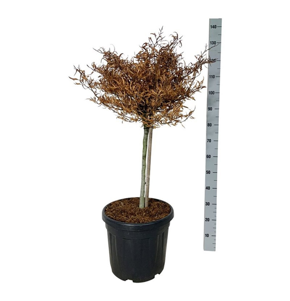 Fagus sylvatica 'Mercedes' F00007374