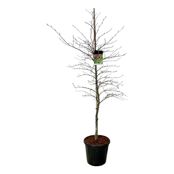 Fagus sylvatica 'Midnight Feather' F00007356