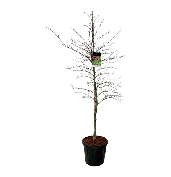 Fagus sylvatica 'Midnight Feather' F00007356