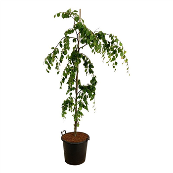 Fagus sylvatica 'Pendula' F00007007