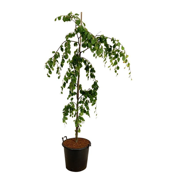 Fagus sylvatica 'Pendula' F00007007