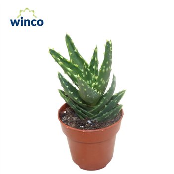Aloe Mitriformis 15cm 8.5cm Q219