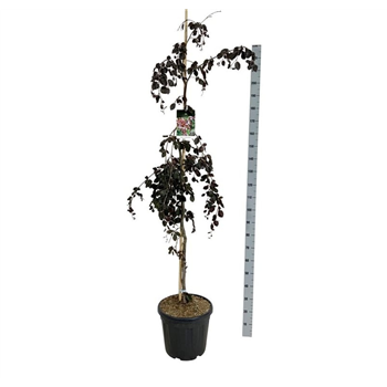 Fagus sylvatica 'Purple Fountain' F00007134