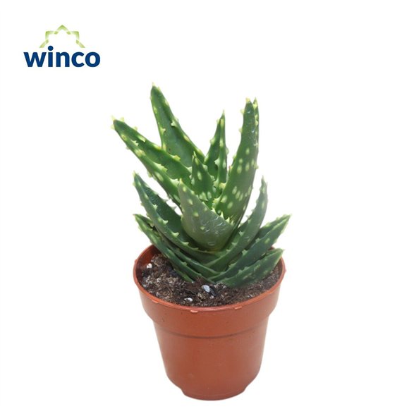Aloe Mitriformis 15cm 8.5cm Q219