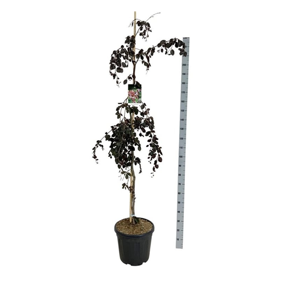 Fagus sylvatica 'Purple Fountain' F00007134