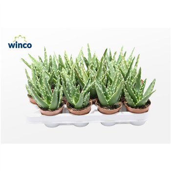 Aloe magic Mitriformis Ssp 16cm 8.5cm Q227