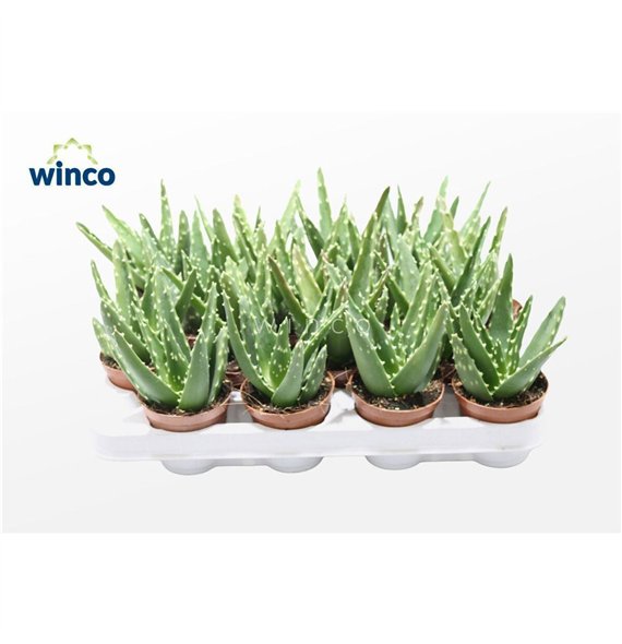 Aloe magic Mitriformis Ssp 16cm 8.5cm Q227