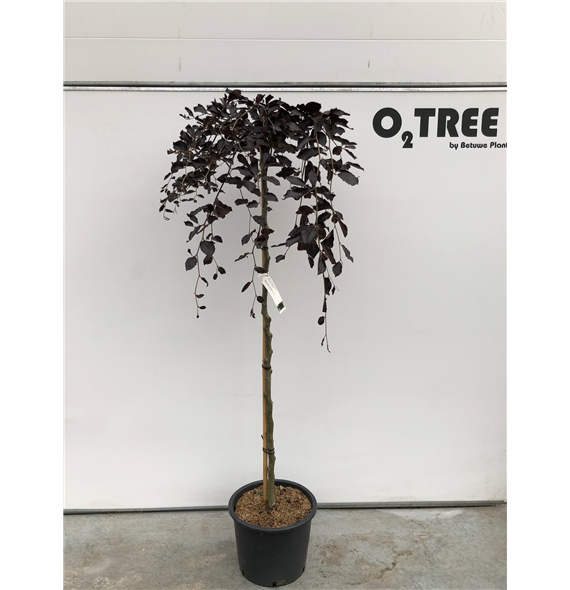 Fagus sylvatica 'Purpurea Pendula' F00003334