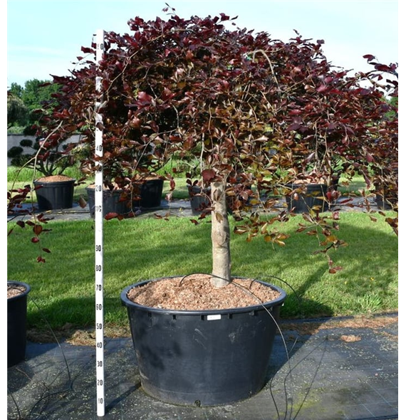 Fagus sylvatica 'Purpurea Pendula' F00006284