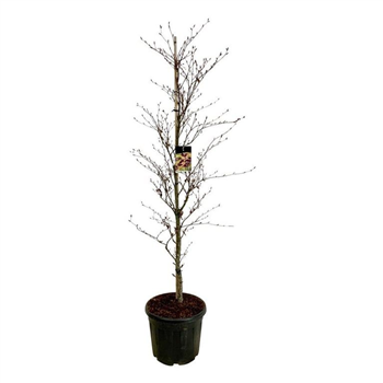 Fagus sylvatica 'Rohanii' F00007127
