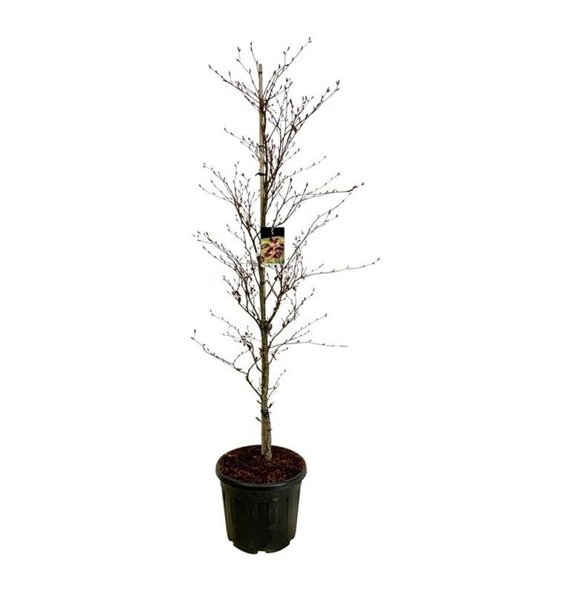 Fagus sylvatica 'Rohanii' F00007127