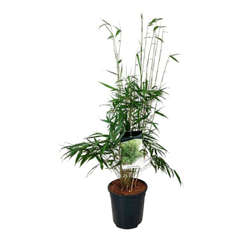 Fargesia robusta 'Pingwu' F00007088