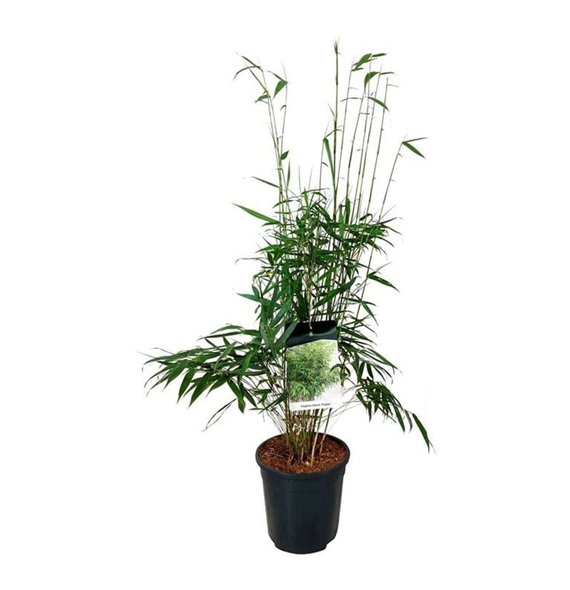 Fargesia robusta 'Pingwu' F00007088