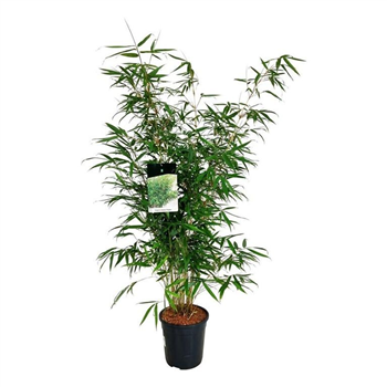 Fargesia robusta 'Pingwu' F00008159