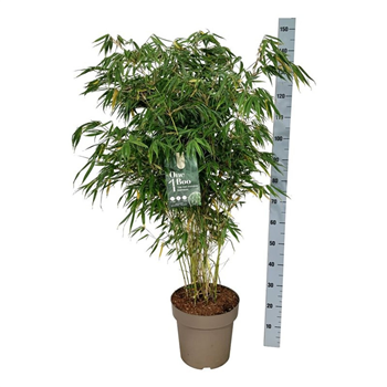 Fargesia robusta 'Pingwu' F00007381