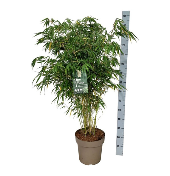 Fargesia robusta 'Pingwu' F00007381