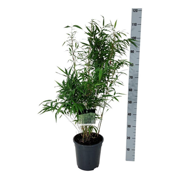 Fargesia robusta 'Wenchuan' F00007002