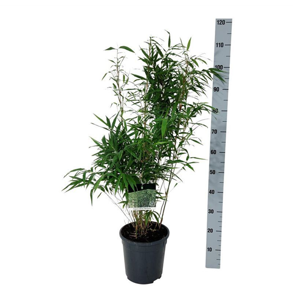 Fargesia robusta 'Wenchuan' F00007002