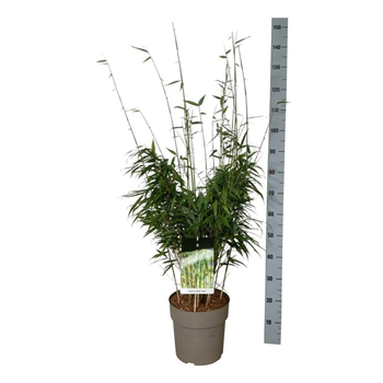 Fargesia robusta Tauro F00007505