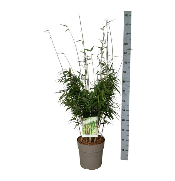 Fargesia robusta Tauro F00007505