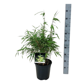 Fargesia rufa F00007264