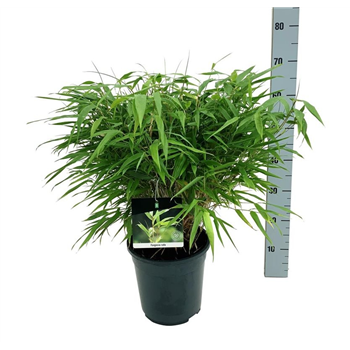 Fargesia rufa F00007003