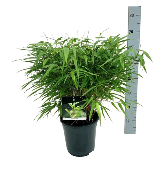 Fargesia rufa F00007003
